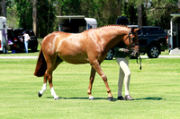 chestnut hunter type