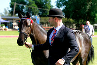 bowler hat horses