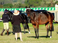 standardbreds