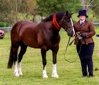 Tablelands Horse and Pony Assc. 7th January