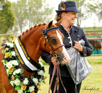 AUS Saddle pony show 03.02.24