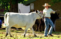 Cattle photographer 2