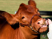 Cattle photographer 1 (lisa)