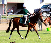 MIXED BAY PONYS BOY & GIRL RIDER