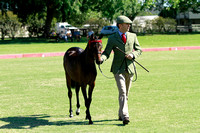 championship yearlings